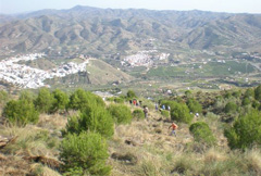 Plan de Fumigacin de la procesionaria en el Monte Hacho